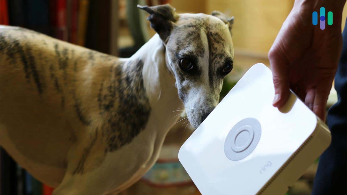 Why Pet-Friendly Security Systems are essential? 2025 Guide